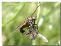 Empis tessellata